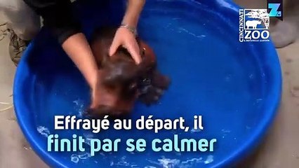 Premier bain pour cet hippopotame trop mignon !