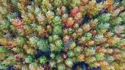 Irlande : apparition mystérieuse d'une croix celtique dans une forêt