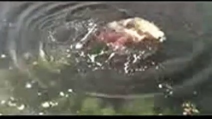 Incroyable combat entre une pieuvre géante et un phoque