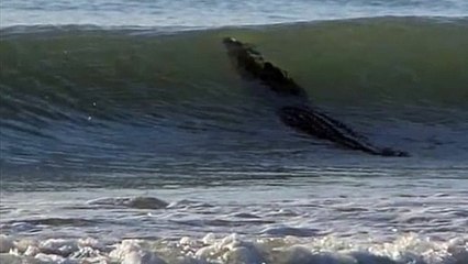 Australie : un crocodile de quatre mètres aperçu sur une plage