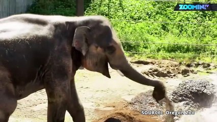 L'éléphant qui aimait les bains de boue