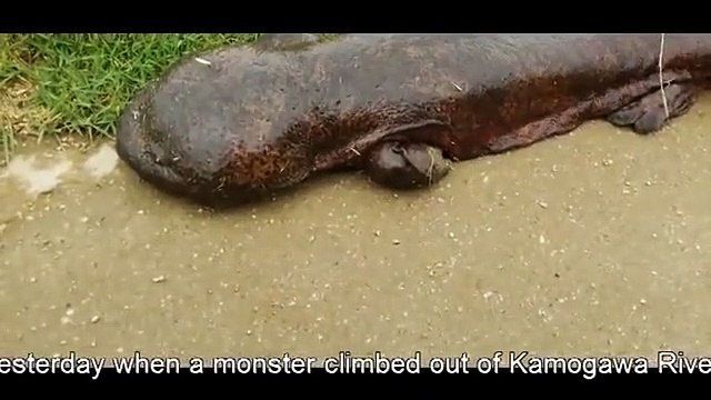 Quelle est cette étrange créature qui terrorise les passants au Japon ?