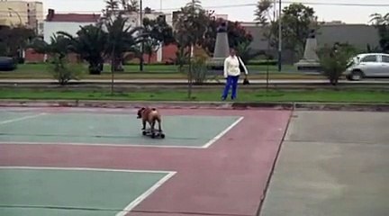 Des chiens mordus de skate !