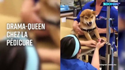 Le chien qui hurlait quand on lui coupait les griffes