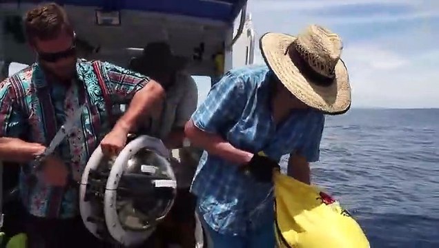 Des requins découverts dans un volcan sous-marin en activité