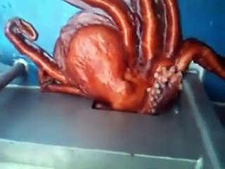 Ce poulpe parviendra-t-il à s'échapper par ce petit interstice ?