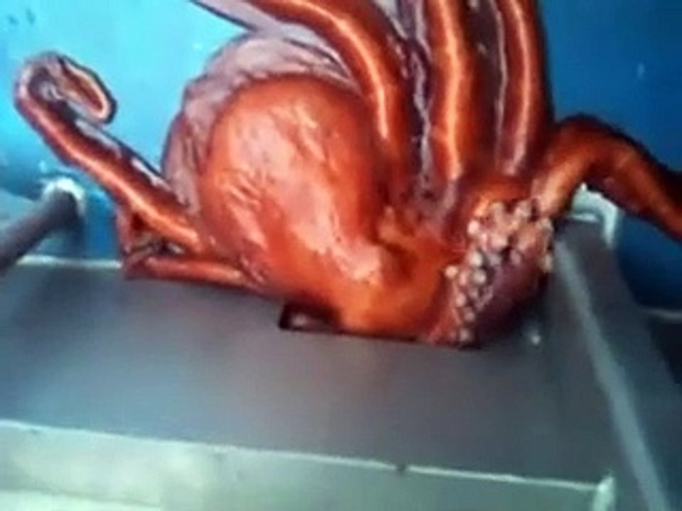 Ce poulpe parviendra-t-il à s'échapper par ce petit interstice ?