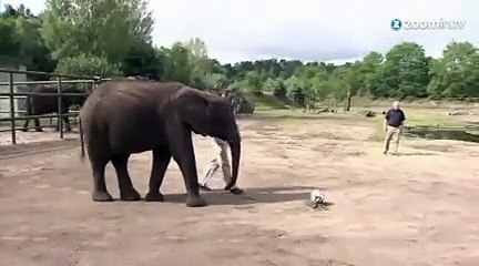 Un éléphant prédit l'élimination de la France