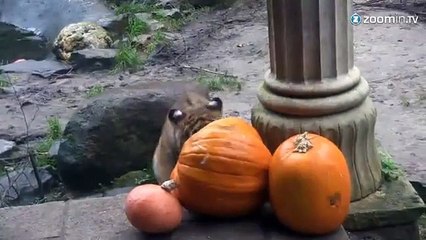 Ces tigres de Sibérie fêtent Halloween
