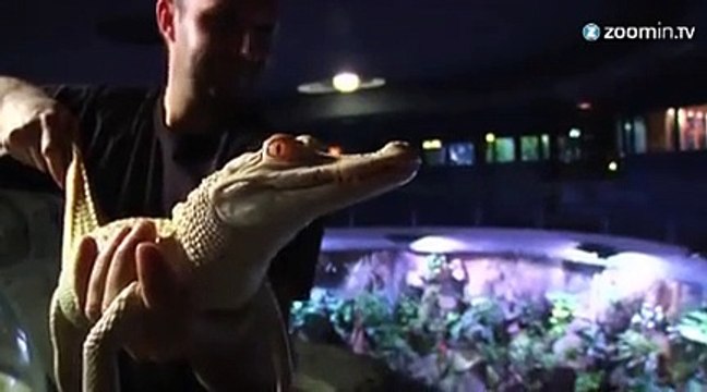 Deux bébés alligators albinos présentés à Paris