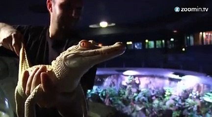 Deux bébés alligators albinos présentés à Paris