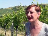 Le pecorino, le vin blanc star italien revenu d'entre les morts