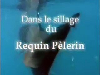 Dans le sillage du requin pèlerin