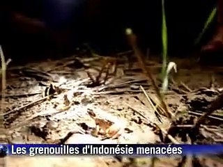 Les grenouilles d'Indonésie menacées par l'appétit des Français