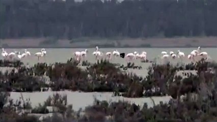 Unique au monde : découvrez le flamant rose... noir !