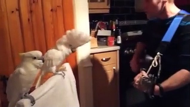 Avez-vous déjà vudes perroquets danser sur une chanson d'Elvis ?