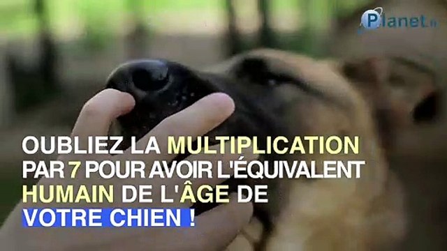 Une nouvelle méthode pour calculer l'âge d'un chien
