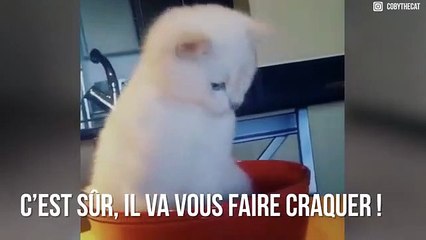 Coby : ce chat aux yeux bleus va vous faire craquer !
