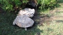 Une tortue aide une autre tortue à se remettre sur ses pattes