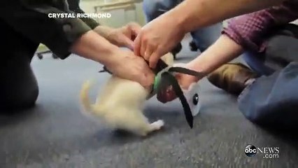 Ce chiot handicapé peut remarcher grâce à une chaise roulante imprimée en 3D