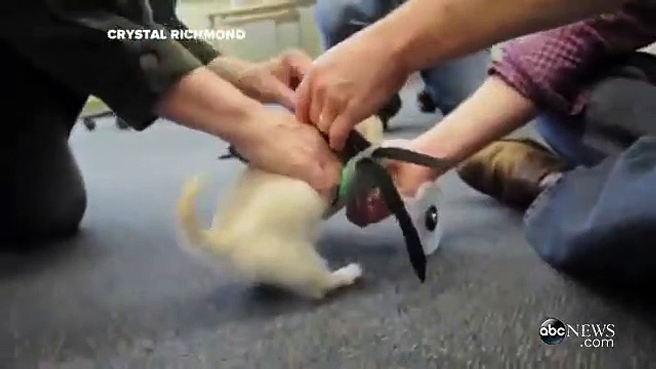 Ce chiot handicapé peut remarcher grâce à une chaise roulante imprimée en 3D