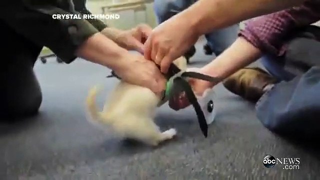 Ce chiot handicapé peut remarcher grâce à une chaise roulante imprimée en 3D