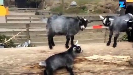 Instant meûgnon : le combat de biquettes