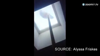 Omnibulé par un balai, ce pigeon tourne en rond...