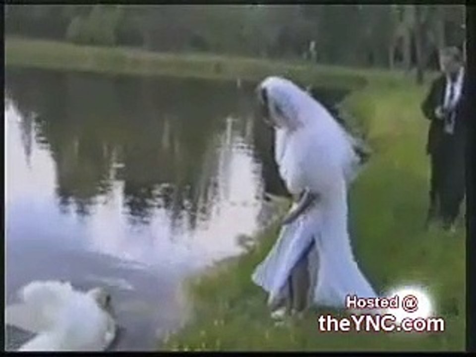 Un cygne attaque la mariée