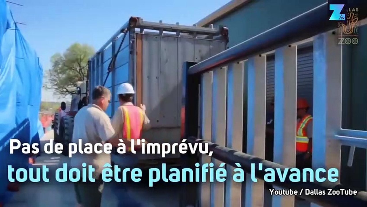 Déplacer des hippos ? Une opération périlleuse