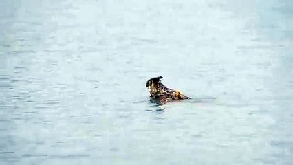 Un hibou filmé en train de nager au milieu d'un lac