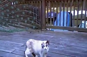 Des intrigués par un paon