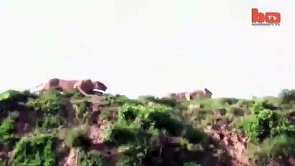 Une lionne attrape une antilope en plein vol