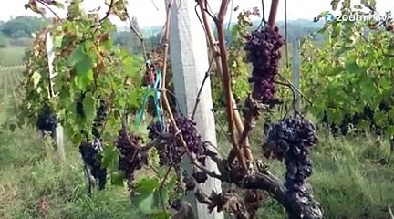 Ecoutez les sons qui soignent les plantes!