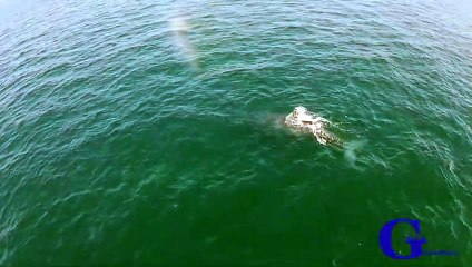 Cette baleine crache un arc-en-ciel !