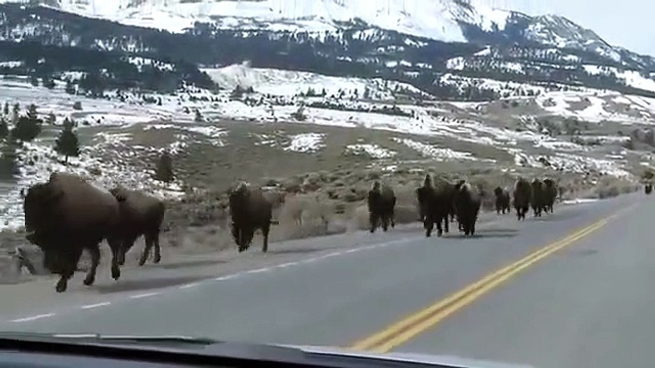 La fuite des bisons à Yellowstone présage-t-elle la pire éruption volcanique au monde ?