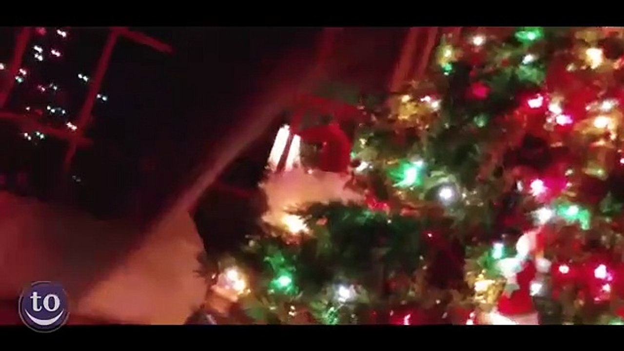 Quand les chats s'amusent avec des sapins de Noël