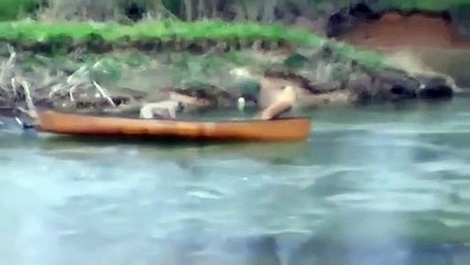 Un labrador courageux sauve deux chiens à la dérive