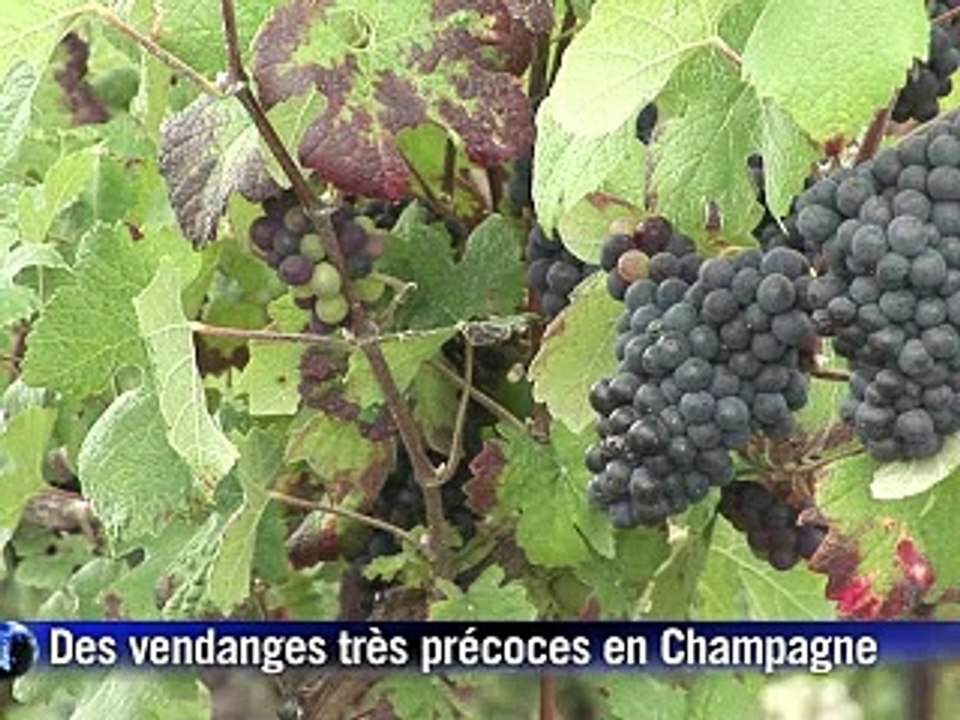 Premiers coups de sécateurs en Champagne pour des vendanges très précoces