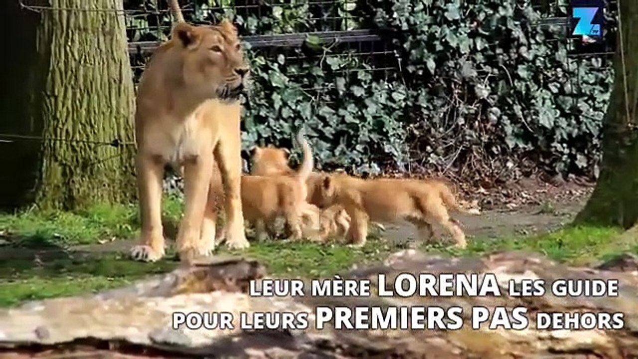 Trois boules de poils à croquer !