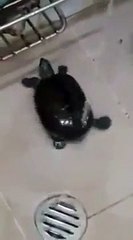 Cette petite tortue a un déhanché hilarant !