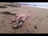 Pays de Galles : une mystérieuse créature retrouvée sur la plage