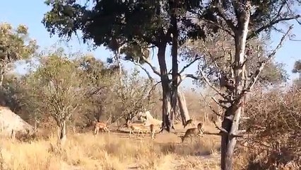 Une incroyable scène de chasse : devinez où s'est tapi le léopard ?