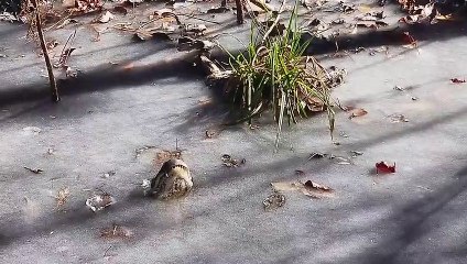 Voilà comment font les alligators pour survivre dans de l'eau gelée !
