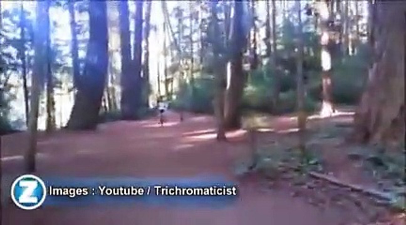 Une forêt enchantée...