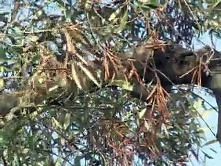 Dans les Pouilles, les oliviers millénaires se meurent de la xylella