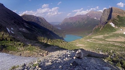 Quand une marmotte s'incruste dans la vidéo d'un parc national réalisée par Greenpeace