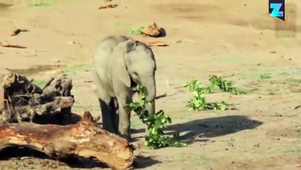 Un éléphanteau découvre son habitat !