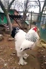 Un poulet géant affole la toile