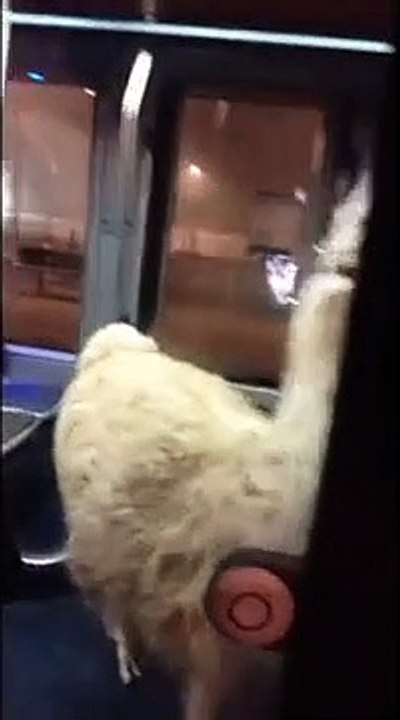 Serge le Lama dans le tramway bordelais